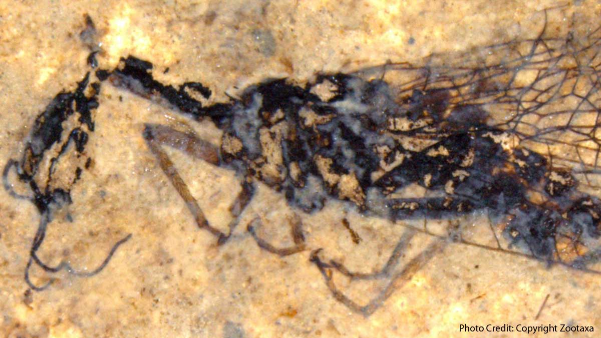Snakeflies Deepens the Discovery of Fossil Sites