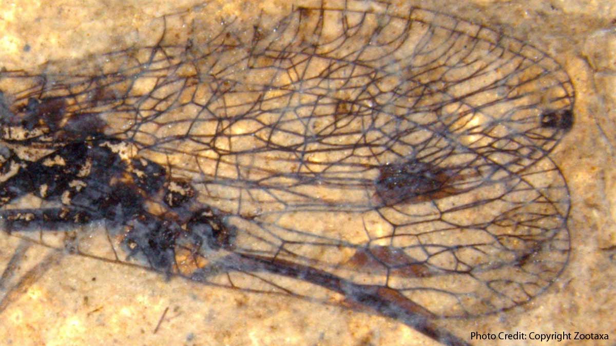 Snakeflies Deepens the Discovery of Fossil Sites