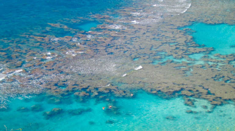 Think About Toxic Sunscreens that Killing Coral Reef Of Hawaii Island