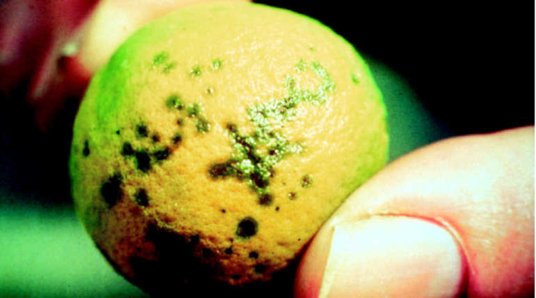 Red Alert For Citrus fruits In Australia As NT Department Found Citrus canker Signs