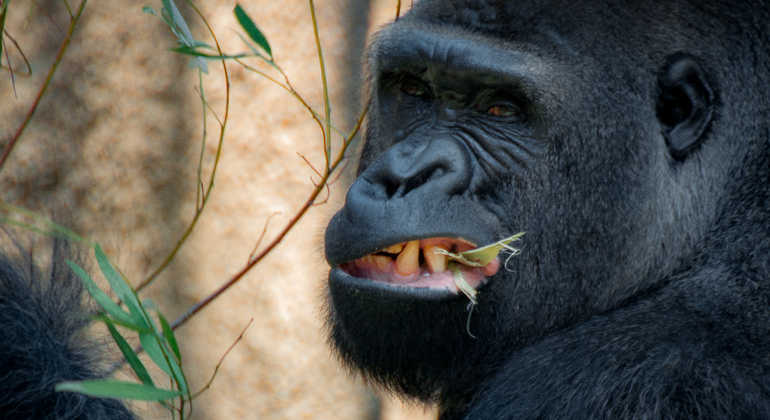 Human And Chimps In future Either We Fight Or We Flee