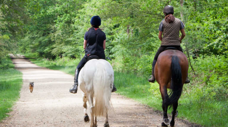 How Horses Maintaining An Emotional Bonding With Humans. Image Credit: Karen Arnold 