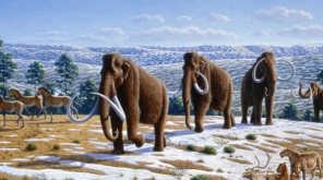  What Happens If Present Age Elephants Tucked In With Mammoth Gene