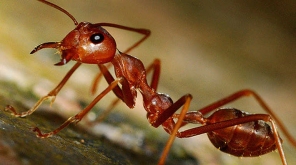  Defense Mechanism Of This ant species Is A Suicide Mission