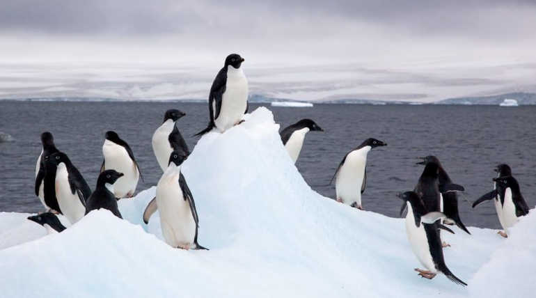 2100 Will Be The Ending Year Of Many Unique Marine Organisms