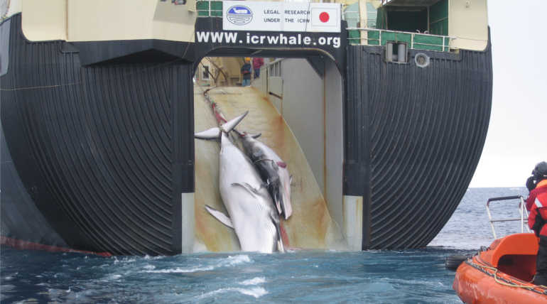  Scientific Whaling Program Of Japan That Killed 333 Minke Whales For Commercial Use. Japanese Whale Hunting fleet while hunting whales