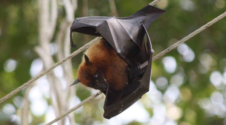  Kerala On High Alert After Noticed That Death Caused By Nipha. Representation of Indian flying Fox