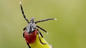  Deer Ticks That Hosts Lyme Disease Are Largely Proliferating In Indiana