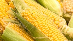 Uganda minister Matia Kasaija informed to buy off excess maize stock