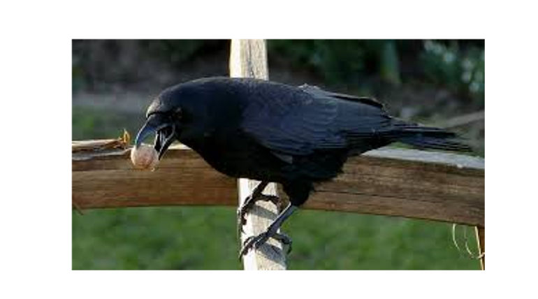 Crows Hired for Cleaning Cigarette butts in France; Surprisingly trained