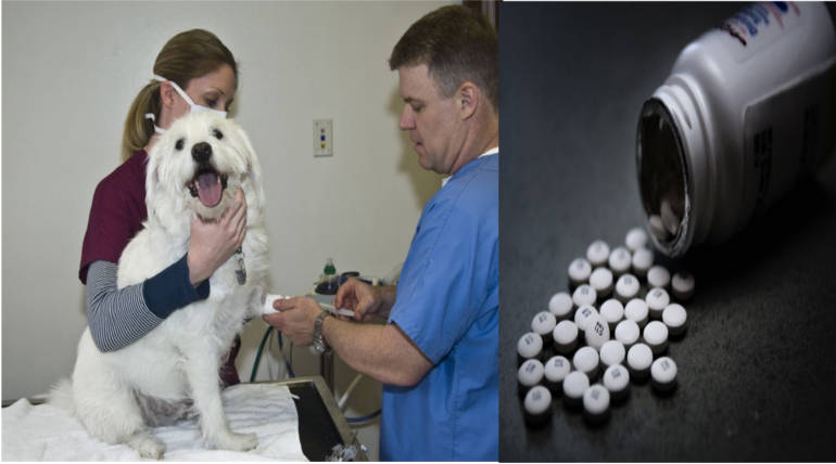Drug usage by misusing prescription of pet animals: Shocking reports