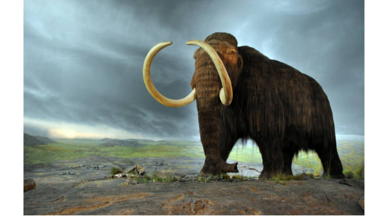 Fossils of Golden Woolly Mammoth found in Siberia, Researchers hint presence of new species