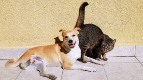 US House bans eating of dogs and cats. Image Source: pixabay.com