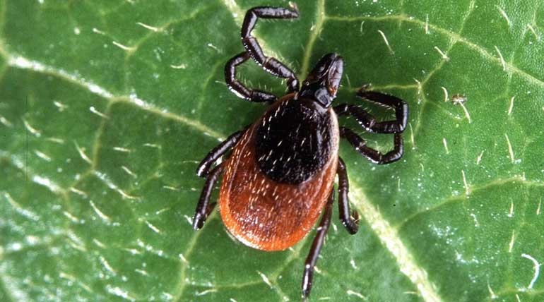 CDC Warning, Tick that produce Deadly Disease to Humans in U.S