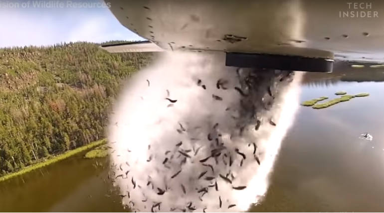 Reason for Flying Fish in Utah Lakes , Source - Science Insider