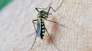 Global Climate Change 2019 Mosquito Borne Diseases. Image Source: maxpixel