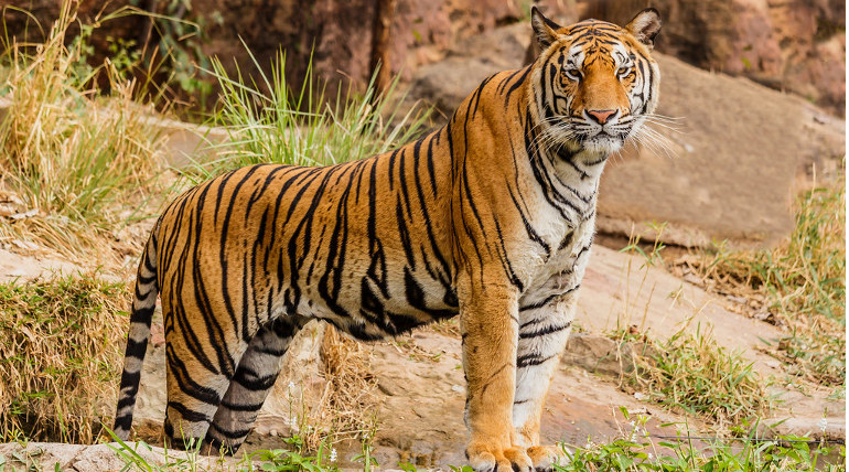  Bengal Tiger