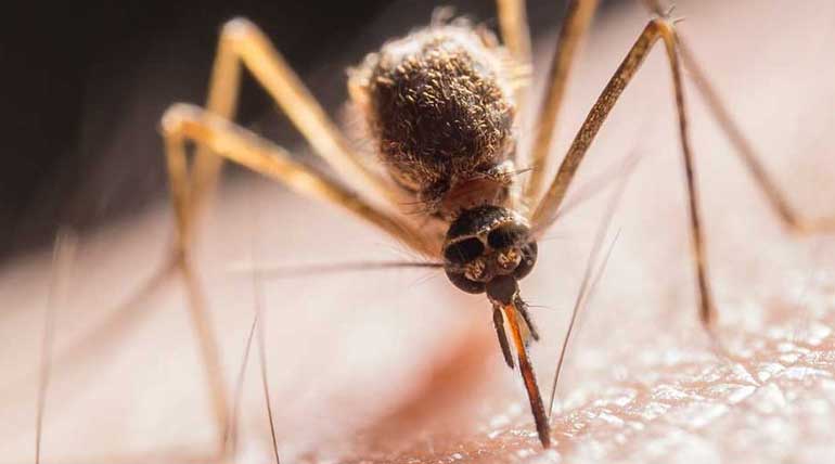 EEE Virus: Northeastern towns in the US have tested positive