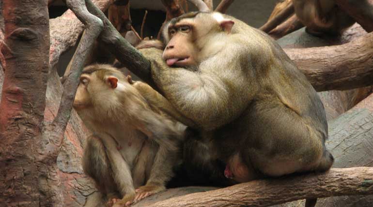 Pig-tailed Macaques saves Palm oil plantations in Malaysia