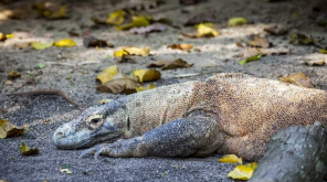 Komodo Dragon Family would have had larger heads in Ancient times
