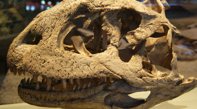 A meat-eating dinosaur replaced its teeth every two months like sharks