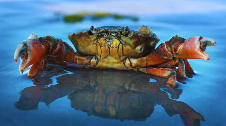 Scientists are Comparing Human Brain with the Nervous System of Crab