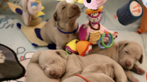 Pet Store Puppies Making People Sick of Antibiotic-Resistant Infection