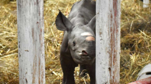 Rare Baby Black Rhino Born on Christmas at Potter Park Zoo