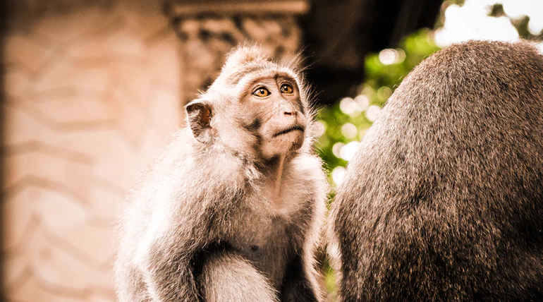 Animals Thrive in Fukushima like Chernobyl