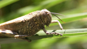 Locust Insect / Representation