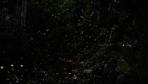 Fireflies in the woods / Representation
