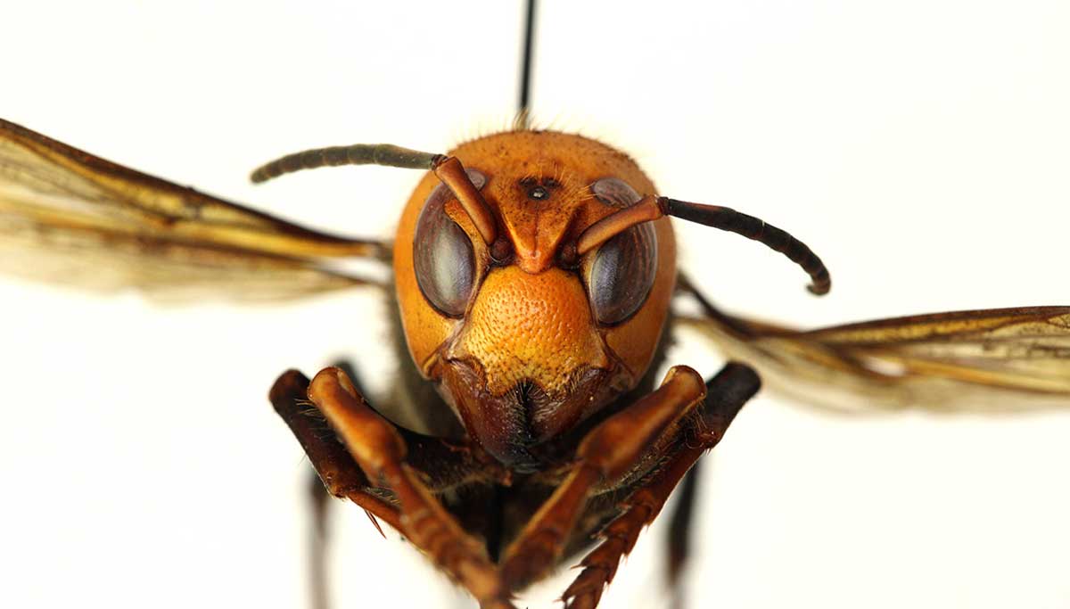 Murder hornet kills Spain Man and the Real Murder Insect. Photo courtesy WSDA