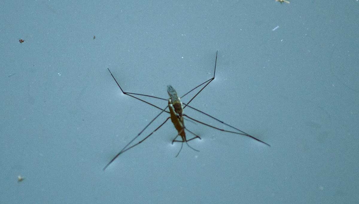 U.S people began testing positive to the mosquitoes West Nile Virus