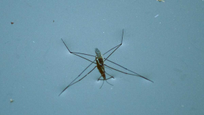 U.S people began testing positive to the mosquitoes West Nile Virus