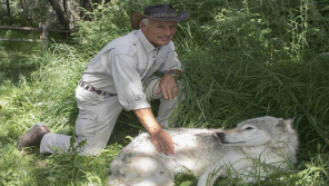 Jack Hanna at Alaska Zoo snapped with male gray wolf